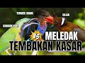 Download Lagu MASTERAN PALING DICARI!! CUNGKOK KUNTI BESETAN JENGGOT \u0026 TENGKEK UDANG PLUS CILILIN