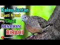 Download Lagu Suara Burung Perkutut Lokal Gacor Untuk Pancingan Paling Ampuh #perkututlokalgacor 