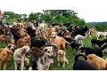 Download Lagu Territorio de Zaguates \