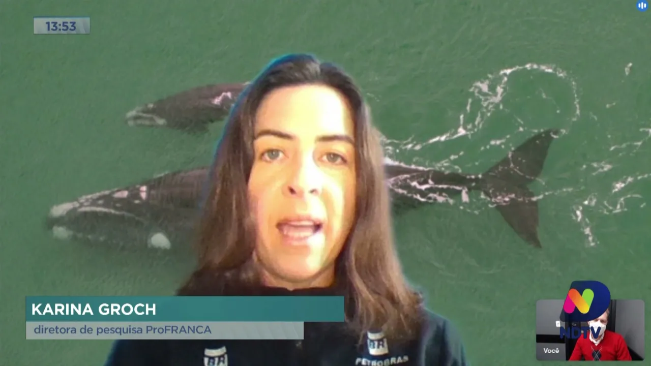 Websérie pretende levar mais informações sobre a baleia franca de forma didática e gratuita