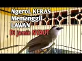 Download Lagu trucukan gacor suara Lantang Ngerol KERAS MENCARI LAWAN ini BISA memancing trucuk yg BISU JADI GACOR