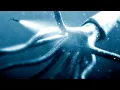 Download Lagu I Followed the Whales to the Bottom of the Ocean and This Happened - Beyond Blue