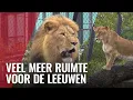 Download Lagu Nieuw leeuwenverblijf Artis: zo ziet het eruit