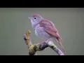 Download Lagu Masteran Burung singkatan LONDO – Full Variasi Suara Alam, Cocok Untuk Semua Jenis Burung!