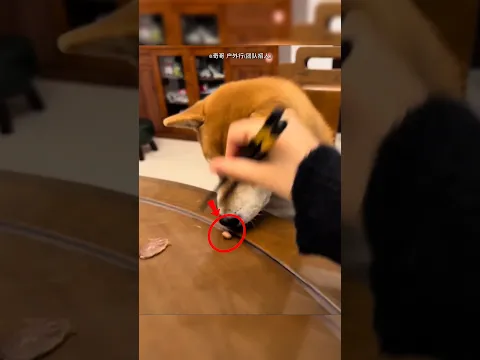 This Dog Peels Peanuts Better Than Humans! 😱🥜