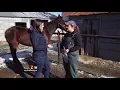 Large Animal Vet - Dr Emily Johnson