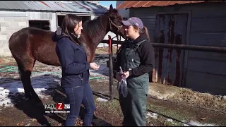 Large Animal Vet - Dr Emily Johnson