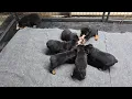 raw feeding time