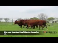 Moreno Ranches Beef Master Females