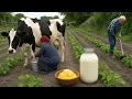 Download Lagu Traditionele boter- en kaasbereiding in Azerbeidzjan in een dorp | 1 uur van de beste ontspannende