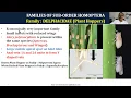 Prof Cherukuri Ento 131 L 26 Homoptera