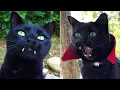 Meet Monkey, A Lovable 'Vampire' Cat With A Personality As Big As His Fangs