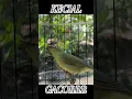 Download Lagu KECIAL KUNING GACOR😲😲😲 #shorts