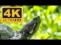 Download Lagu Tortoise Relaxing Instrumental Meditation Music Video