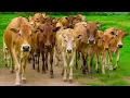 Download Lagu Video Hewan Sapi Lembu Ternak digiring Menuju  Kandang Peternakan di Desa Gembala Sapi - bunyi sapi