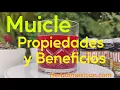 Para que sirve el muicle Propiedades y beneficios del muicle - Herbal Mexican
