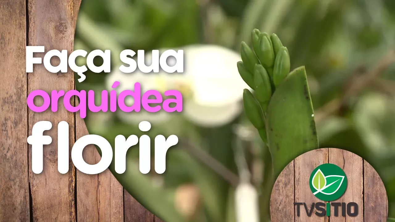 TRATAMENTO PARA FAZER A SUA ORQUÍDEA FLORIR