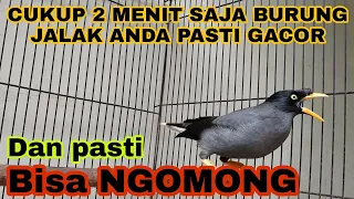 Download BURUNG JALAK KEBO BISA NGOMONG ,SANGAT COCOK SEKALI UNTUK PANCINGAN/MASTERAN MP3