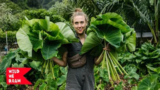 Planting An Ancient Superfood in Our Garden