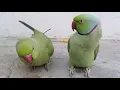 Download Lagu The Best Talking Parrot Mitthu