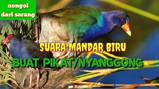 Download Suara Mandar Biru Jernih Cocok Buat pikat MP3