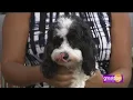 Emancipet Houston provides access to low-cost veterinary care