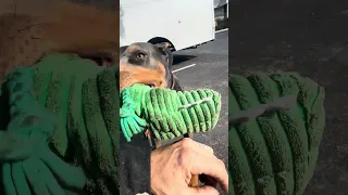 #fyp #doberman #pets #work