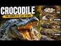 The Complete Life Cycle of a Crocodile From Egg to Deadly Predator