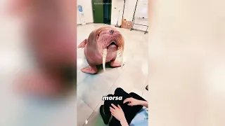 Este morsa parece una patata gigante