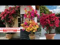Download Lagu Growing Bougainvillea in Pots |  Bougainvillea Care in Containers