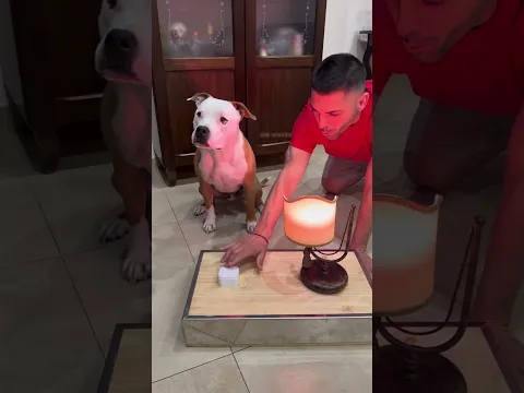 This is how you train a dog.