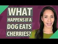 What happens if a dog eats cherries