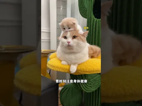 原来小猫真的天生就会游泳! #小奶猫成长日记#万物可爱计划#爱肯拿鸡肉莓莓#爱肯拿嘘嘘天团