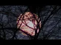 Falkenbach - ...the ardent awaited land