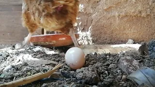 دجاجة تبيض على المباشر 