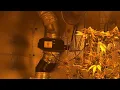cherry Kush harvest and chill