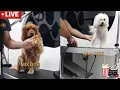 COCKER SPANIEL MIX AND MALTESE
