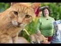 Deworming Cats Naturally Prevent Roundworms Tapeworms in Cats