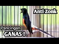 Download Lagu MURAI BATU GACOR FULL ISIAN TEMBAKAN KASAR KRETEKAN GANAS SANGAT AMPUH MEMANCING EMOSI MURAI BATU