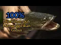 SIULAN PALING AMPUHH PEMANGGIL IKAN GABUS TERBARU 100% LANGSUNG NAIK KEPERMUKAAN