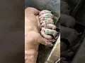 Don't compete with each other #cute #baby #pig #viral