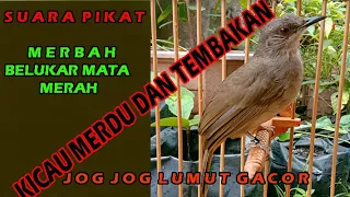 Download suara pikat dan pancingan merbah belukar mata merah olive-winged bulbul นกปรอดสีไพลใหญ่ MP3