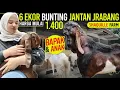 Lagu 1.400 GRATIS ONGKIR !! BANYAK INDUK BUNTING ! Kambing PE Kaligesing.