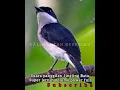 Download Lagu Suara panggilan burung JINGJING BATU  super jernih Volume power full