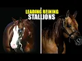 TOP 10 REINING BREEDING LEGENDS