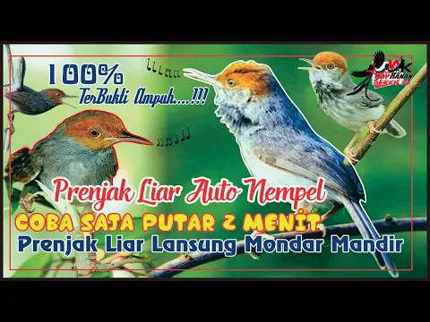 Download MP3 SUARA PIKAT PRENJAK KEPALA MERAH LIAR AMPUH NYAMBER