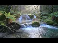 Riverside Bird Songs with Gentle Water Flow | Soft Nature Ambience for Sleeping and Quiet Evenings