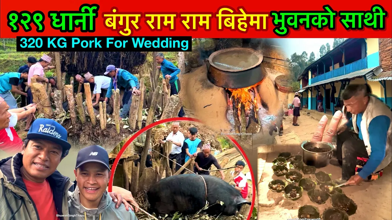 १२८ धार्निको बङ्गुर बिहेमा / 320 KG Pork Meat For Wedding Preparation  Tanahun / Bhuwan Singh Thapa