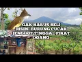 Download Lagu MELIMPAH RUAH, PANEN BURUNG CUCAK JENGGOT TANGKAPAN HUTAN