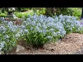 Download Lagu Common Amsonia Types and Varieties to Try | Walters Gardens